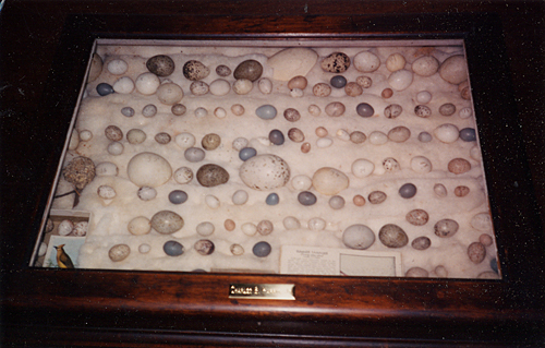 Birds' egg collection of Charles Bascom Harris, Jr., in 1895