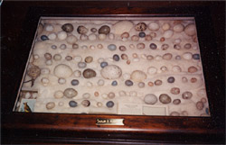 C.B. Harris' Birds Egg Collection