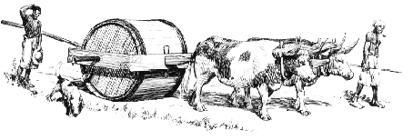 T5 - two oxen in tandem with a wagon-tongue rig.
