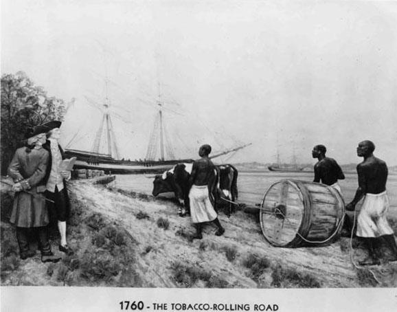 T6 - Two oxen in tandem with a man holding a rope for a brake.