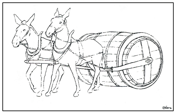 T7 - Line drawing of T4